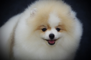 Additional photos: VIP Pomeranian