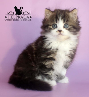 Photo №2 to announcement № 5656 for the sale of british longhair - buy in Ukraine breeder