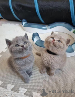 Photo №1. british shorthair - for sale in the city of Freiburg | negotiated | Announcement № 168317