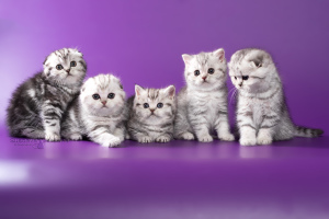 Photo №1. scottish fold - for sale in the city of Minsk | Negotiated | Announcement № 5071