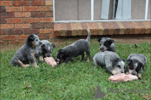 Photo №1. australian cattle dog - for sale in the city of Ludwigsburg | 317$ | Announcement № 127304