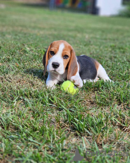 Photo №3. Beautiful Beagle puppies. Germany