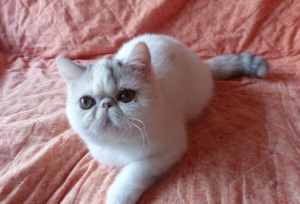 Photo №1. exotic shorthair - for sale in the city of Vorep | 1330$ | Announcement № 1169
