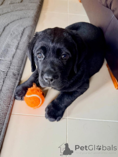 Photo №1. labrador retriever - for sale in the city of Wolfsburg | negotiated | Announcement № 178092
