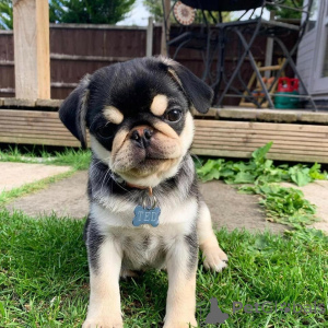Photo №3. Pug puppies ready for adoption. France