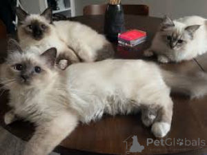 Photo №2 to announcement № 163797 for the sale of birman - buy in Austria private announcement, breeder