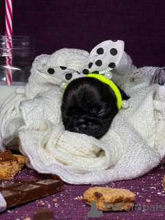 Additional photos: French Bulldog puppies