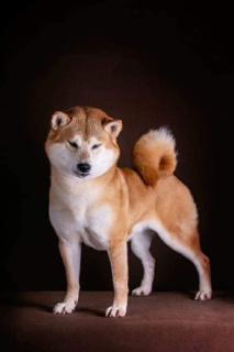 Photo №2 to announcement № 5114 for the sale of shiba inu - buy in Russian Federation breeder