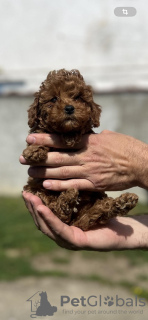 Additional photos: Little red poodle