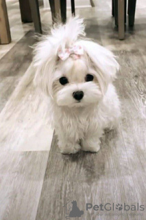 Photo №1. maltese dog - for sale in the city of Флоренс | 400$ | Announcement № 127298