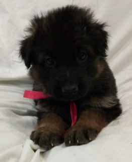 Additional photos: D / w puppies of black and black color