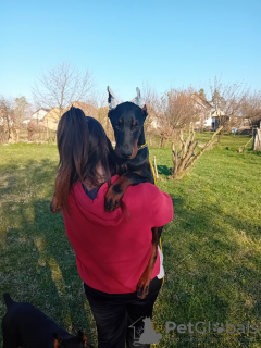 Photo №1. dobermann - for sale in the city of Belgrade | negotiated | Announcement № 96887