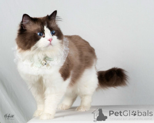 Photo №2 to announcement № 155563 for the sale of ragdoll - buy in Sweden private announcement
