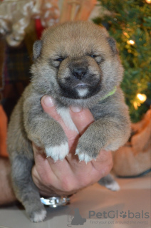 Photo №2 to announcement № 126682 for the sale of shiba inu - buy in Serbia 