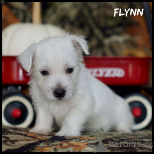 Photo №3. beautiful west highland terrier puppies. Germany