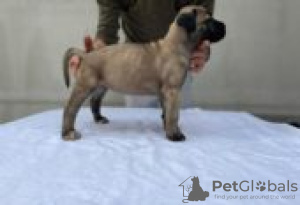 Photo №1. cane corso - for sale in the city of Berlin | Is free | Announcement № 126913