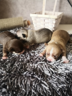 Photo №3. Chihuahua puppies fcl 4 girls and 4 boys from titled parents, dad champion of. Belarus