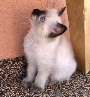 Photo №1. ragdoll - for sale in the city of Kansas City | 300$ | Announcement № 102276