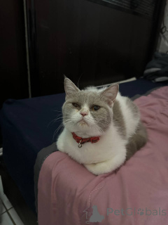 Photo №2 to announcement № 168165 for the sale of british shorthair - buy in United Kingdom private announcement