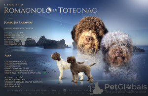 Photo №2 to announcement № 51660 for the sale of lagotto romagnolo - buy in Croatia breeder