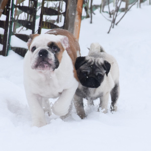 Photo №3. English bulldog. Russian Federation