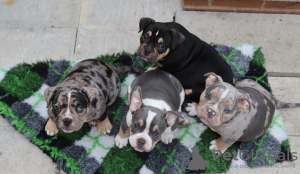 Photo №1. american bully - for sale in the city of New York | 300$ | Announcement № 107210