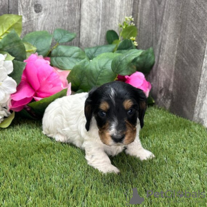 Photo №3. MALE DACHSHUND FOR SALE. Colombia