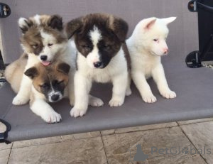Photo №1. akita - for sale in the city of BIOGRAD NA MORRU | Is free | Announcement № 174688