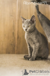 Photo №3. Russian Blue kittens with breeding rights 8 cats. Poland