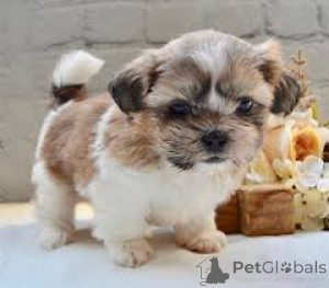 Photo №2 to announcement № 136784 for the sale of shih tzu - buy in Germany 