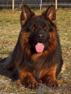 Photo №4. I will sell german shepherd in the city of Vilnius. from nursery, breeder - price - 1585$