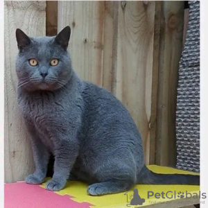 Photo №1. chartreux - for sale in the city of Paris | negotiated | Announcement № 123149