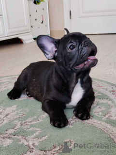 Additional photos: French bulldog puppies.