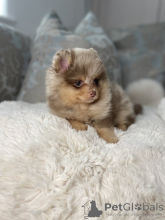 Additional photos: pomeranian