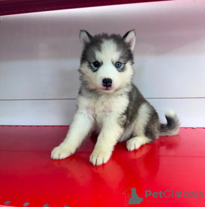 Photo №2 to announcement № 133736 for the sale of siberian husky - buy in United States private announcement