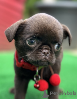 Photo №1. brussels griffon - for sale in the city of Сивац | 1412$ | Announcement № 138593