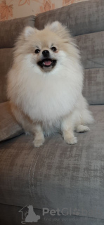 Photo №4. I will sell pomeranian in the city of Minsk. from nursery, breeder - price - 1183$
