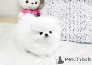 Photo №1. pomeranian - for sale in the city of Cuxhaven | negotiated | Announcement № 161374
