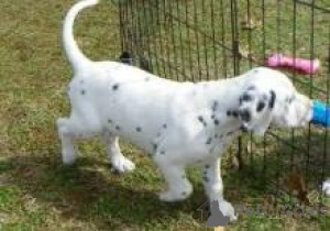 Photo №1. dalmatian dog - for sale in the city of Helsinki | negotiated | Announcement № 174020