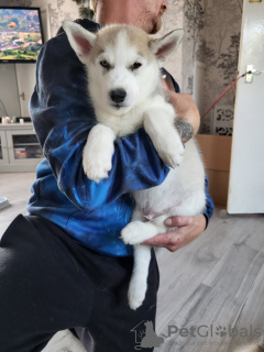 Photo №1. siberian husky - for sale in the city of Half Moon Bay | 250$ | Announcement № 64320