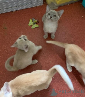 Photo №2 to announcement № 144458 for the sale of burmese cat - buy in Austria breeder