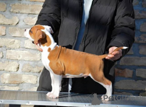 Photo №4. I will sell american staffordshire terrier in the city of Нови Сад.  - price - negotiated
