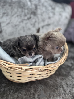 Photo №1. chihuahua - for sale in the city of Denver | 420$ | Announcement № 143855