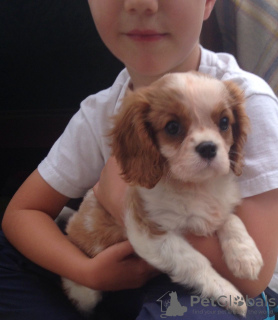 Photo №3. Adorable Cavalier King Charles Puppies for free adoption. Germany