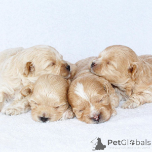 Photo №1. maltipu - for sale in the city of Dallas | 500$ | Announcement № 147626