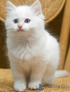 Photo №1. ragdoll - for sale in the city of Wetherill Park | 900$ | Announcement № 50381