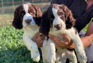 Photo №1. english springer spaniel - for sale in the city of Amberg | 471$ | Announcement № 149698