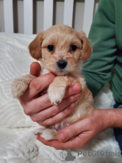 Photo №4. I will sell  in the city of Portland. private announcement - price - negotiated