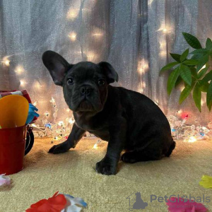 Photo №1. french bulldog - for sale in the city of Prague | 350$ | Announcement № 111162