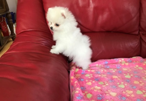 Photo №2 to announcement № 4593 for the sale of pomeranian - buy in Poland 